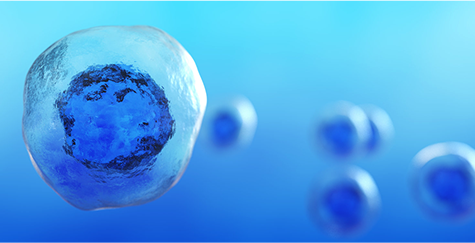 After thawing cryopreserved beagle hepatocytes, cell countin...