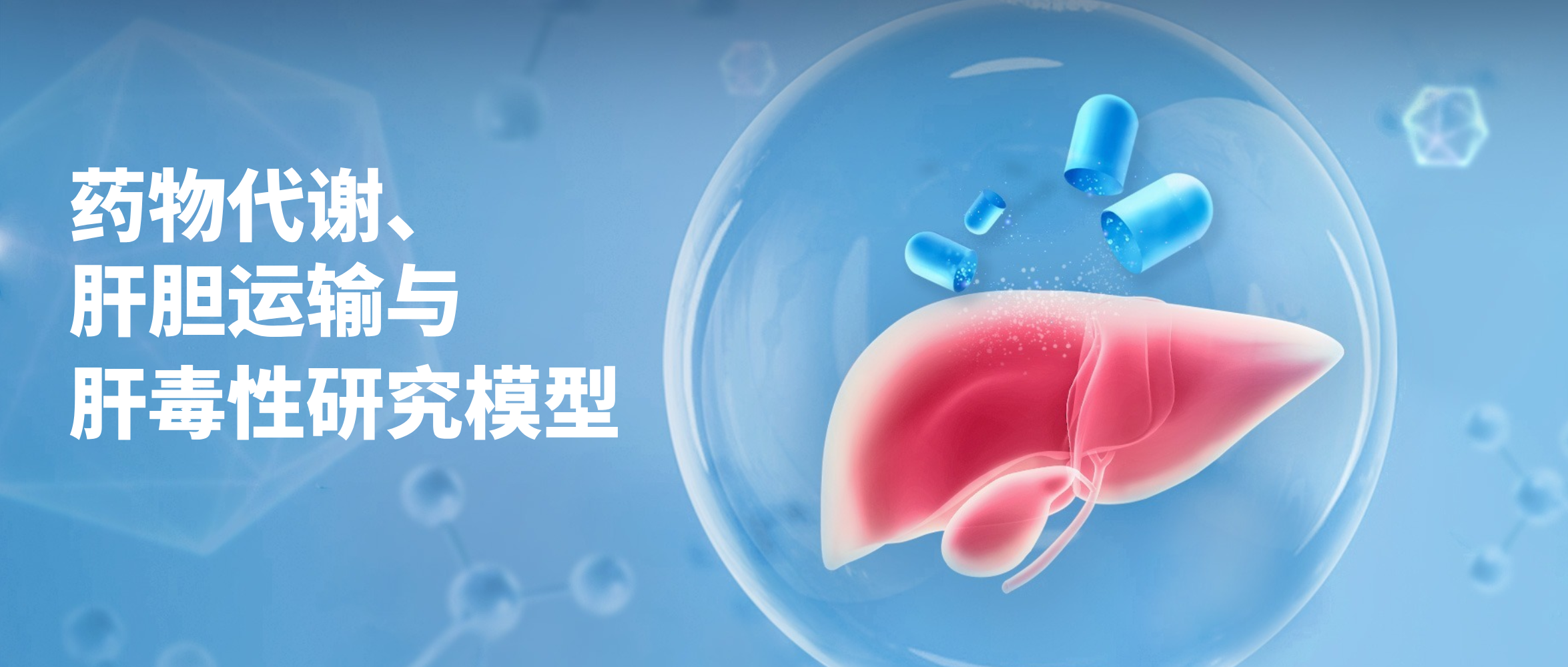 原代肝实质细胞三明治夹层培养系统