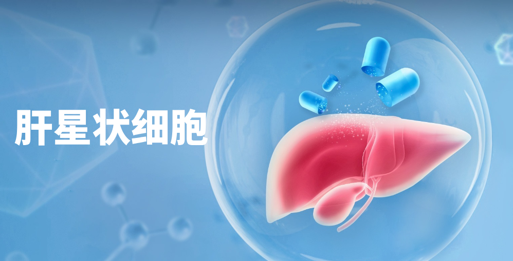 肝纤维化的“幕后黑手”竟是它？收服这只“捣蛋鬼”，你的实验稳...