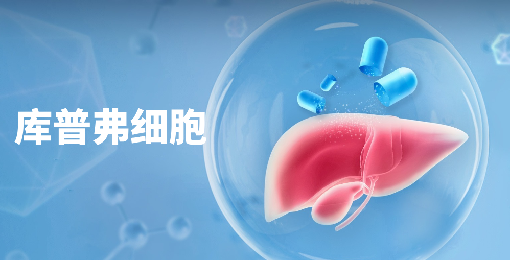 熬夜伤肝的元凶竟是它？揭秘肝脏里的“隐形清洁工”——库普弗细...