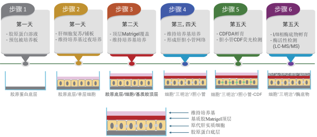 原代肝实质细胞三明治夹层培养系统(图1)