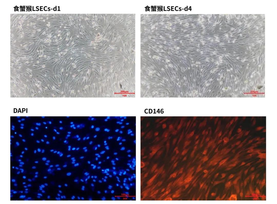 新品上市 | 妙顺生物推出肝窦内皮细胞（LSECs）(图1)