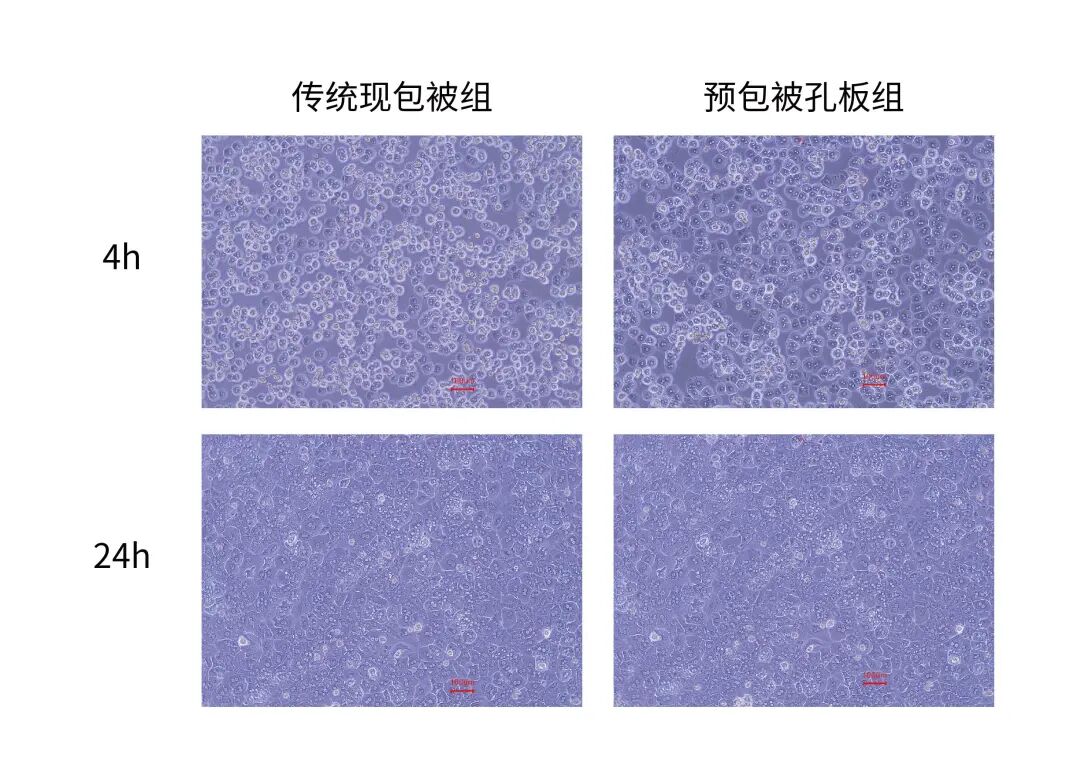 实验时间告急？这款预包被板让肝细胞培养“贴”然自若！(图2)