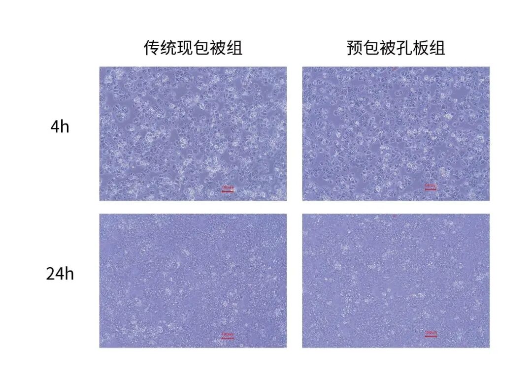 实验时间告急？这款预包被板让肝细胞培养“贴”然自若！(图4)