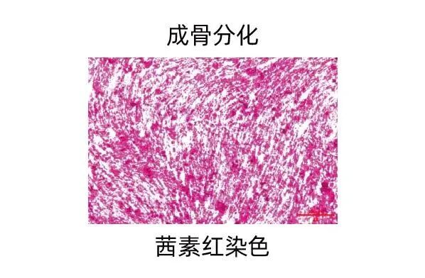 新品上市｜妙顺生物推出人间充质干细胞分离服务(图11)