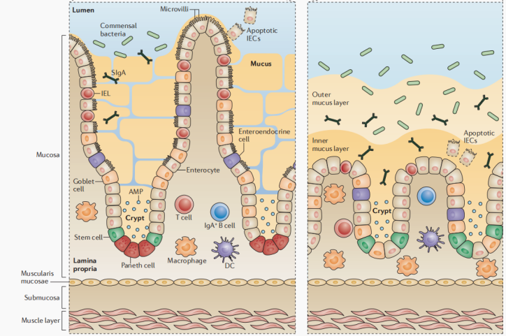 新品上市|肠上皮细胞:窥探肠道健康的“微观守护者”(图1)