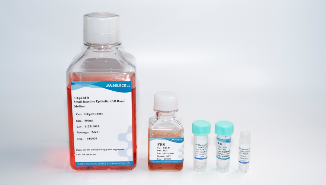 新品上市|肠上皮细胞:窥探肠道健康的“微观守护者”(图2)