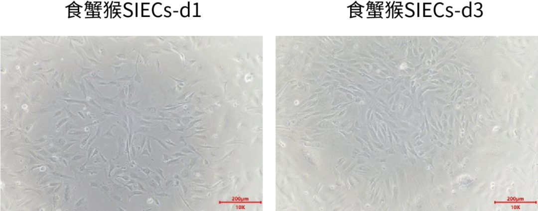 新品上市|肠上皮细胞:窥探肠道健康的“微观守护者”(图3)