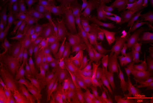 新品上市|肠上皮细胞:窥探肠道健康的“微观守护者”(图4)