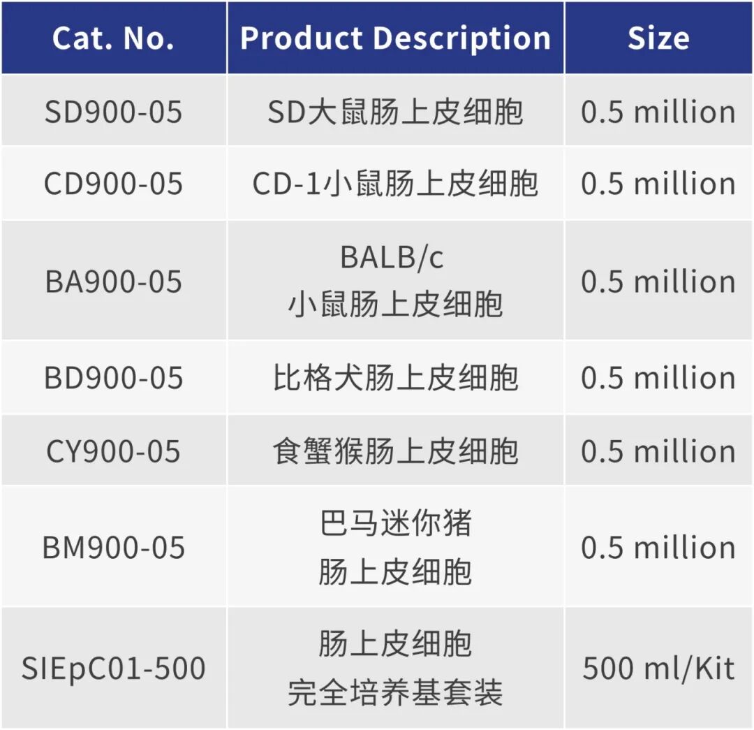 新品上市|肠上皮细胞:窥探肠道健康的“微观守护者”(图5)