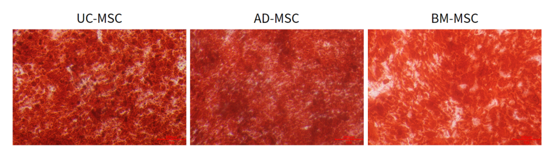 新品上市|妙顺生物推出人间充质干细胞分离服务(图6)