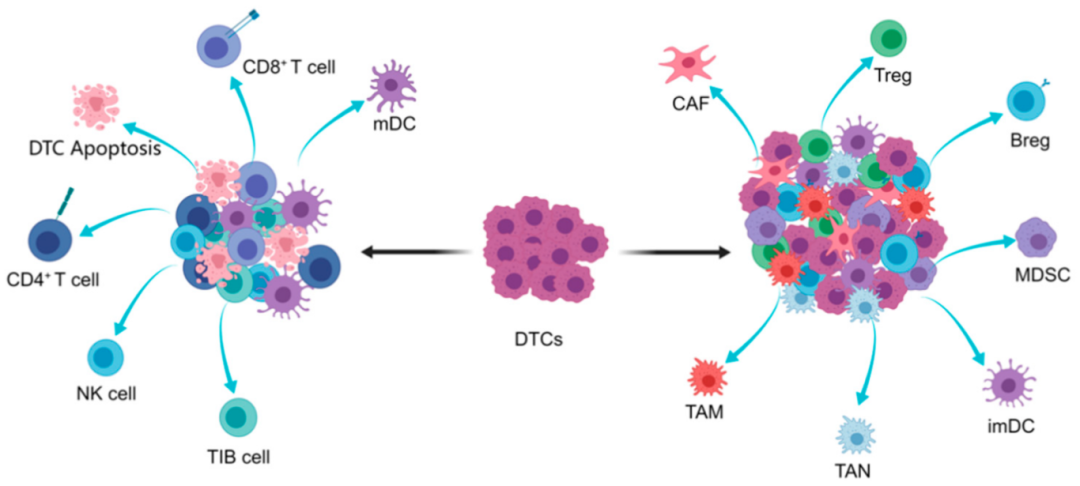 新品上市 | 解离的肿瘤原代细胞(DTCs)分离冻存服务(图1)