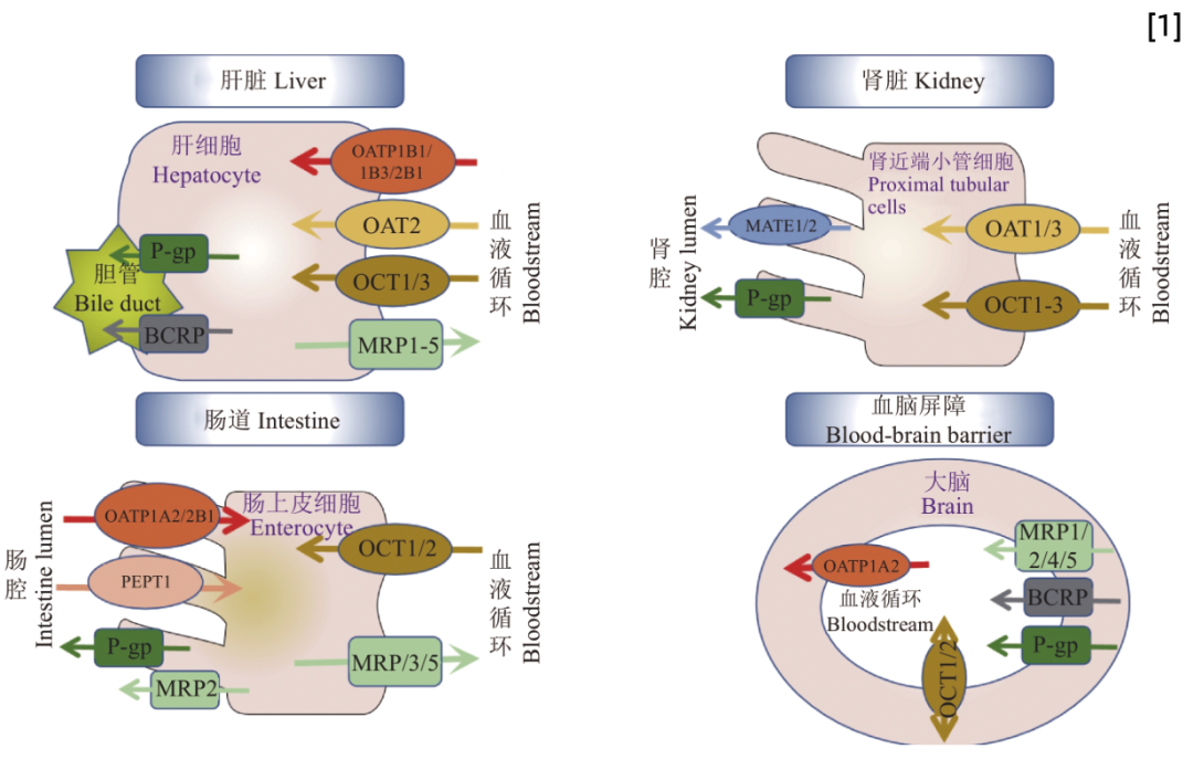 SLC转运体系列（一）即用型“人OAT1转运体细胞”重磅上线！(图1)