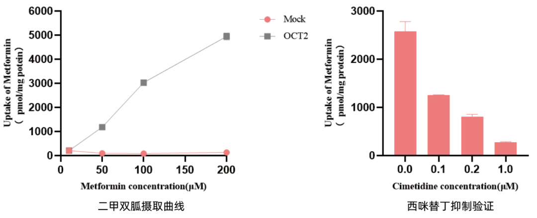 SLC转运体系列(二)即用型“人OCT2转运体细胞”全新亮相(图3)