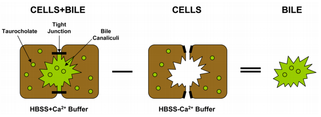 肝细胞三明治夹层培养模型：革新药物代谢与转运研究的关键工具(图1)